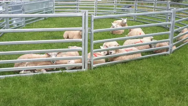 semi permanent sheep yard including sheep hurdles with sheep. Animal handling