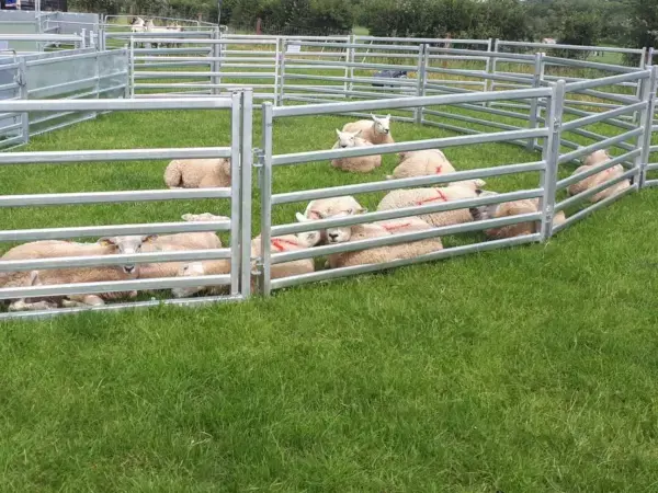 Sheep pen using sheep hurdles
