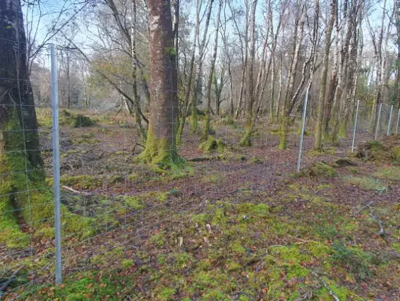 2.8m deer standard fence post in woods