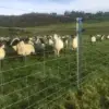 Sheep in front of 2m Beefy Clipex fence post for sheep