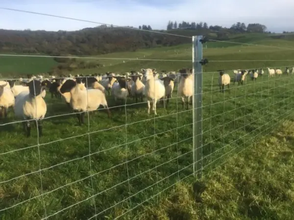 Sheep in front of 2m Beefy Clipex fence post for sheep - sheep fencing