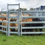 Mobile Cattle Yard with Clipex Crush - Studman gate panel