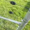 Egg Insulator on sheep fencing with electric on top