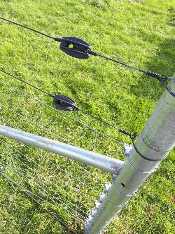 Egg Insulator on sheep fencing with electric on top