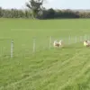 sheep fencing - standard fencing post