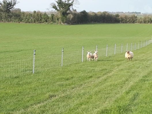 sheep fencing - standard fencing post